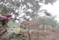 北京市丰台区北宫森林老年疗养中心图片